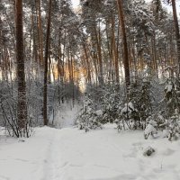 После снегопада :: Любовь Сахарова