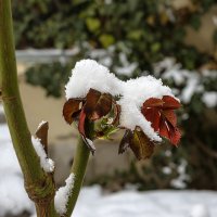 Новогоднее :: Валерий Басыров Новогоднее :: Валерий Басыров