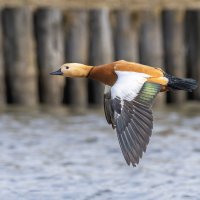 огарь. полет. :: юрий макаров огарь. полет. :: юрий макаров