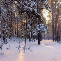 Волшебный лес (Легкие нашего города) :: елена беликова Волшебный лес (Легкие нашего города) :: елена беликова