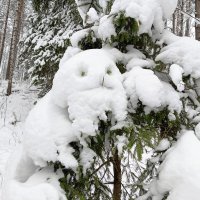 набегался отдыхает :: Владимир 