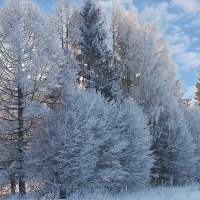 Мороз и солнце... :: Наталья Куликова Мороз и солнце... :: Наталья Куликова
