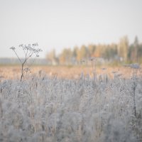 *** :: Владимир Носов