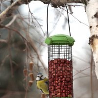 Я наблюдаю и все вижу! :: Александр Гриднев