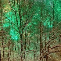 И лес декабрьский зеленеет... :: Александр Чеботарь