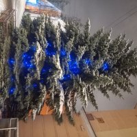 Ёлка :: Сапсан 