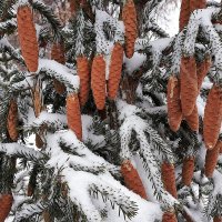 Под ветром ветвями  качая и новые шишки роняя, всё новые шишки, еще, без числа :: Hope 