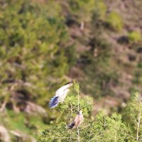 Горлянки :: Аркадий Басович