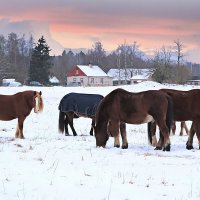 С годом Лошади! :: Marina Pavlova С годом Лошади! :: Marina Pavlova