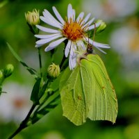 опять про бабочек...262 С Новым Годом! :: Александр Прокудин