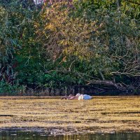 Пруд :: Jakob Dick