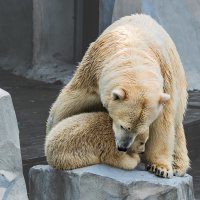 Белый :: SanSan 