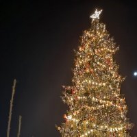 Главная ёлка Петербурга. :: Ольга 