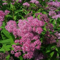 лето :: Елена Шаламова