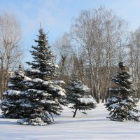 ЗАСНЕЖЕННЫЕ ЕЛИ :: Валентина 