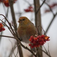 Щур обыкновенный.Самка. :: Артём Орлов