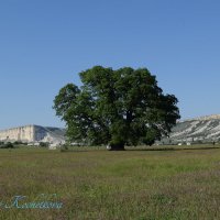 Природа Крыма :: Amazing Cosmea