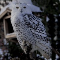 ЗИМА - Белая сова :: Владимир Максимов ЗИМА - Белая сова :: Владимир Максимов