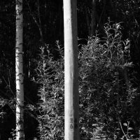 Фотография :: Денис Безногов