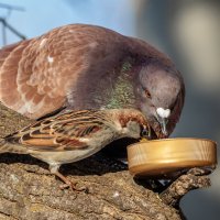 Ну ты и наглец... :: Петр 