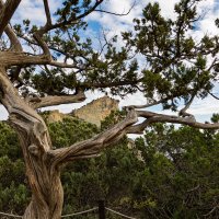 обветренно, но не сломлено :: Ольга Косачова