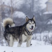 Ярик. :: leff Postnov