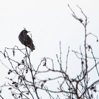 Скворец-глупыш :: Олег Загорулько