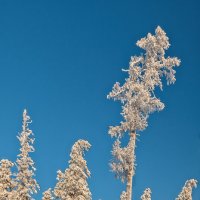 ******* :: Вячеслав Овчинников