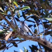 синесерый комаролов (Blue-gray Gnatcatcher). :: Yury синесерый комаролов (Blue-gray Gnatcatcher). :: Yury