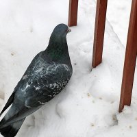 Вперёдсмотрящий :: Светлана Вперёдсмотрящий :: Светлана