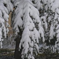 Лапа ели в снегу :: Giant Tao /