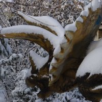 Трицератопс в снегу. :: Giant Tao /