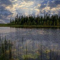 Сибирская тайга :: Aleksey Afonin Сибирская тайга :: Aleksey Afonin