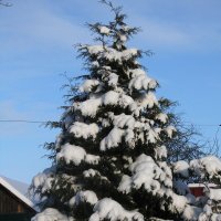 Принарядилась туя :: Людмила Смородинская Принарядилась туя :: Людмила Смородинская