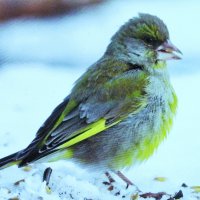 Зеленушка прилетела :: Людмила Смородинская