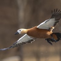 огарь в полете. :: юрий макаров