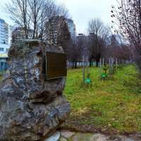 Чебоксары. Аллея молодого Сибирского кедра в Новоюжном микрорайоне. :: Пётр Чернега Чебоксары. Аллея молодого Сибирского кедра в Новоюжном микрорайоне. :: Пётр Чернега