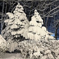 После двадцати лет ожидания, Калининград встретил Новый год со снегом :: Валерия Комова
