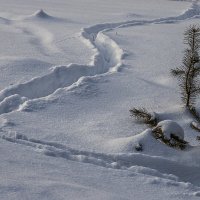 косули ходят :: Виктор Ковчин косули ходят :: Виктор Ковчин