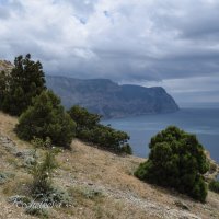 Природа Крыма :: Amazing Cosmea