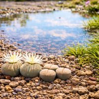 Лужа :: Александр Деревяшкин Лужа :: Александр Деревяшкин