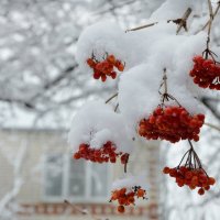 Под моим окном калина в сахарном снегу... :: Надежда Куркина 