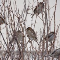 Голодно и холодно :: Валерий Судачок Голодно и холодно :: Валерий Судачок