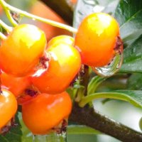 Эстетика дождя :: Елена Фёдорова Эстетика дождя :: Елена Фёдорова