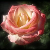 Нежная розочка :: Наталья Куликова