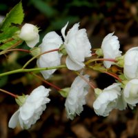 ВЕТОЧКА РОЗЫ. :: Галина ВЕТОЧКА РОЗЫ. :: Галина