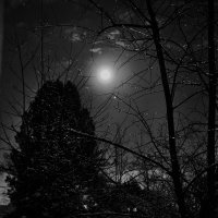 Сегодня полнолуние. :: Lucy Schneider 