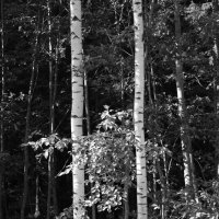 Фотография :: Денис Безногов Фотография :: Денис Безногов