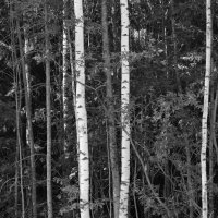 Фотография :: Денис Безногов