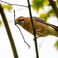 Сойка :: Владимир Лазарев Сойка :: Владимир Лазарев